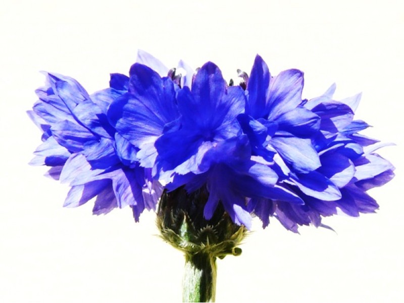 Cornflower Hydrolat, Organic