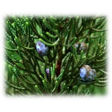 Juniper Hydrolat, Organic