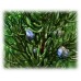 Juniper Hydrolat, Organic