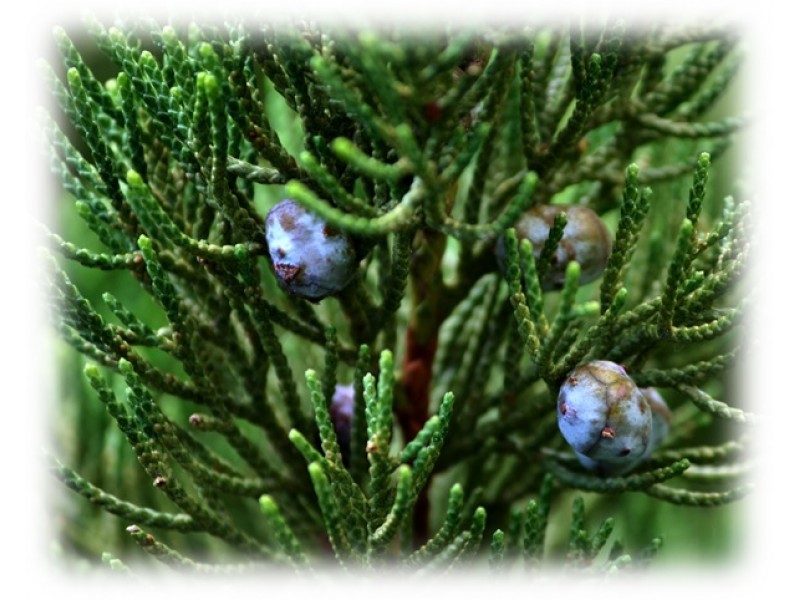 Juniper Hydrolat, Organic