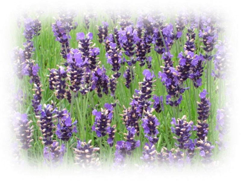 Lavender Hydrolat, Organic