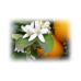Orange Blossom Hydrolat, Organic