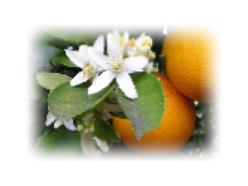 Orange Blossom Hydrolat, Organic