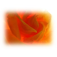 Rose Damascena 2 Hydrolat, Organic