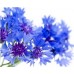 Cornflower Hydrolat, Organic