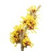 Witch Hazel Hydrolat, Organic.