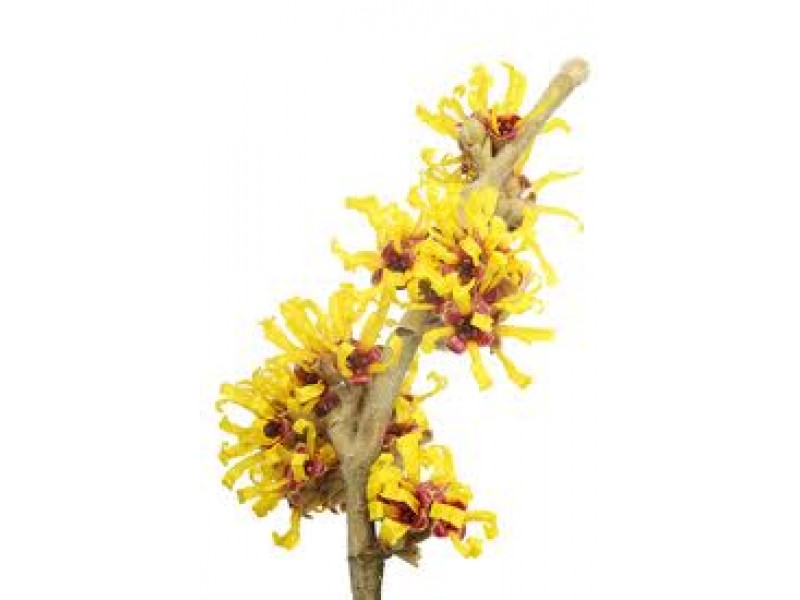 Witch Hazel Hydrolat, Organic.