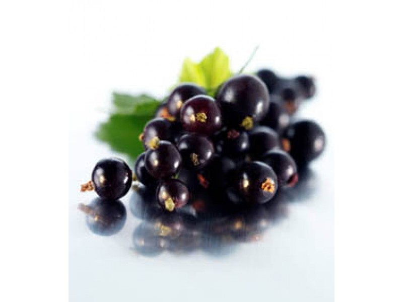 Blackcurrant Seed Oil