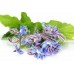 Borage Oil