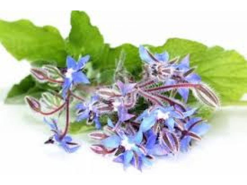 Borage Oil