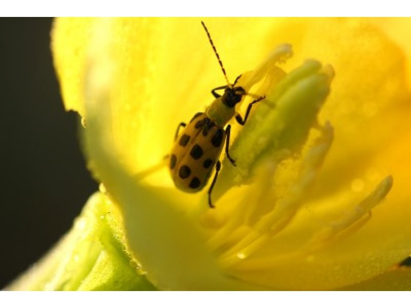 Evening Primrose Oil