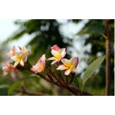 Monoi Oil, Frangipani