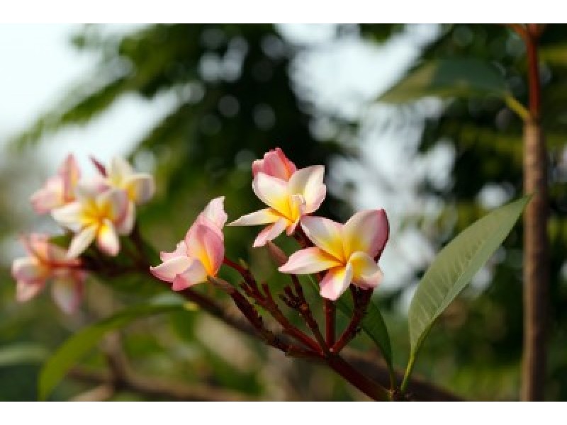 Monoi Oil, Frangipani