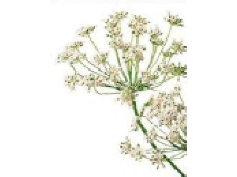 Carrot Seed (Daucus carota Semen) — ALCHEMICA BOTANICA