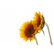 Sunflower Oil