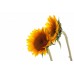 Sunflower Oil