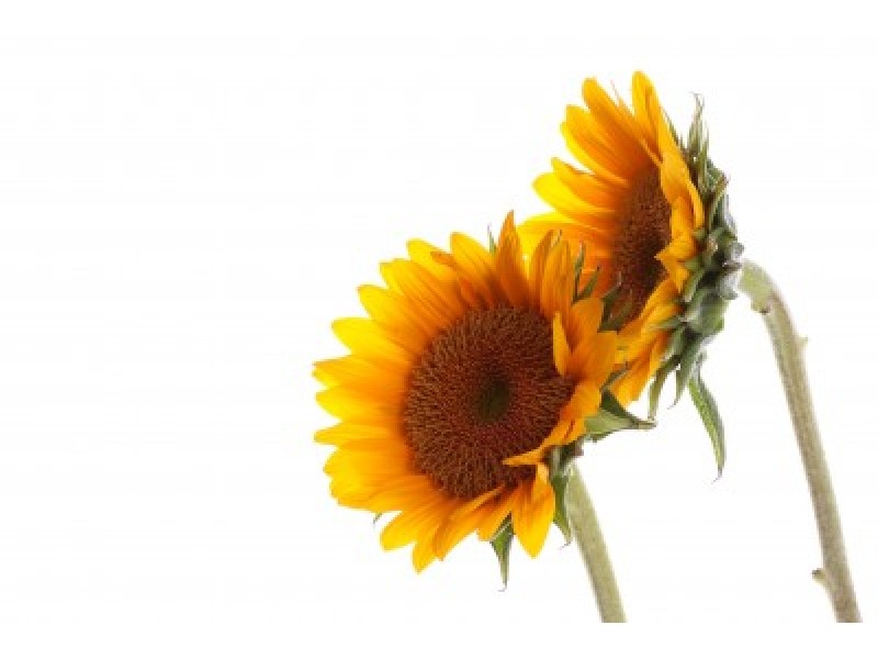 Sunflower Oil